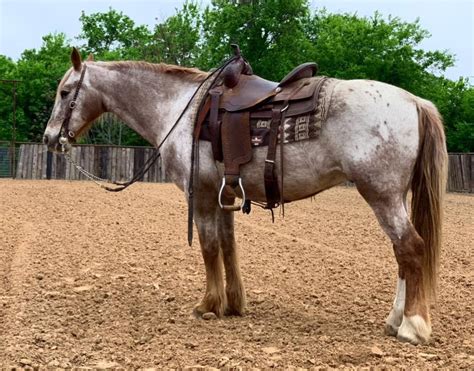 And then I started thinking about the other breeds that carry the pattern genetics that allows the <b>appaloosa</b>. . Appaloosa ranch horses for sale